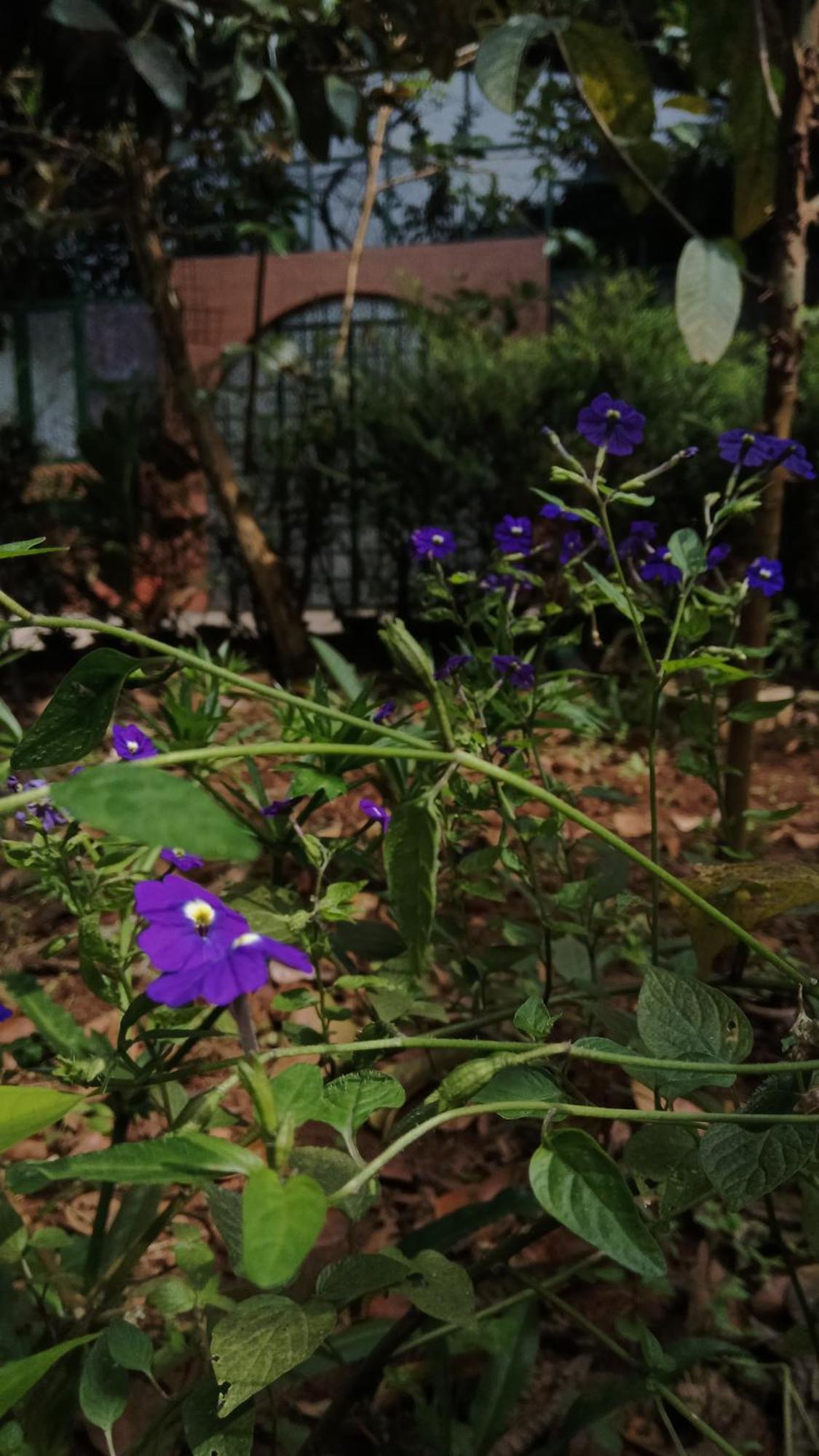 Jungle Valley Ayurvedic Spa Resort Meppādi Eksteriør billede