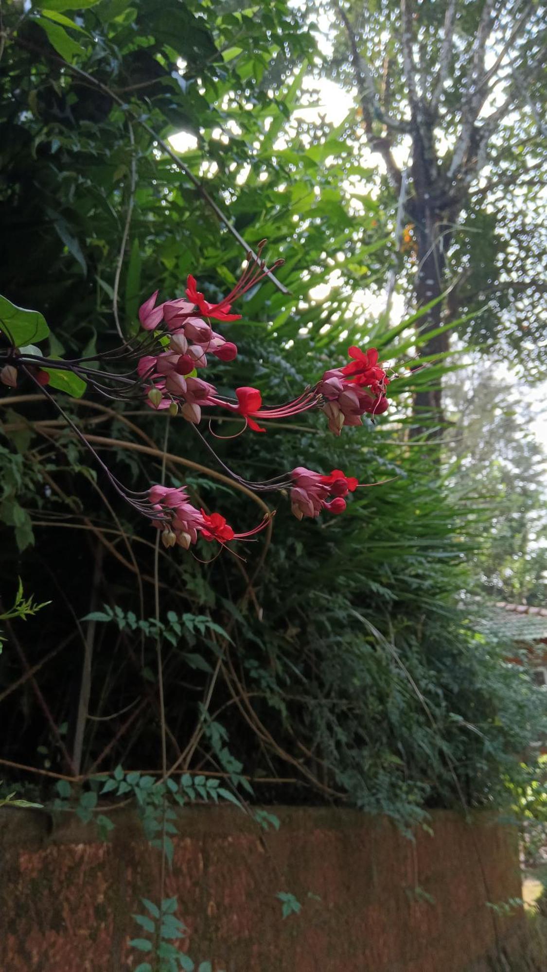 Jungle Valley Ayurvedic Spa Resort Meppādi Eksteriør billede