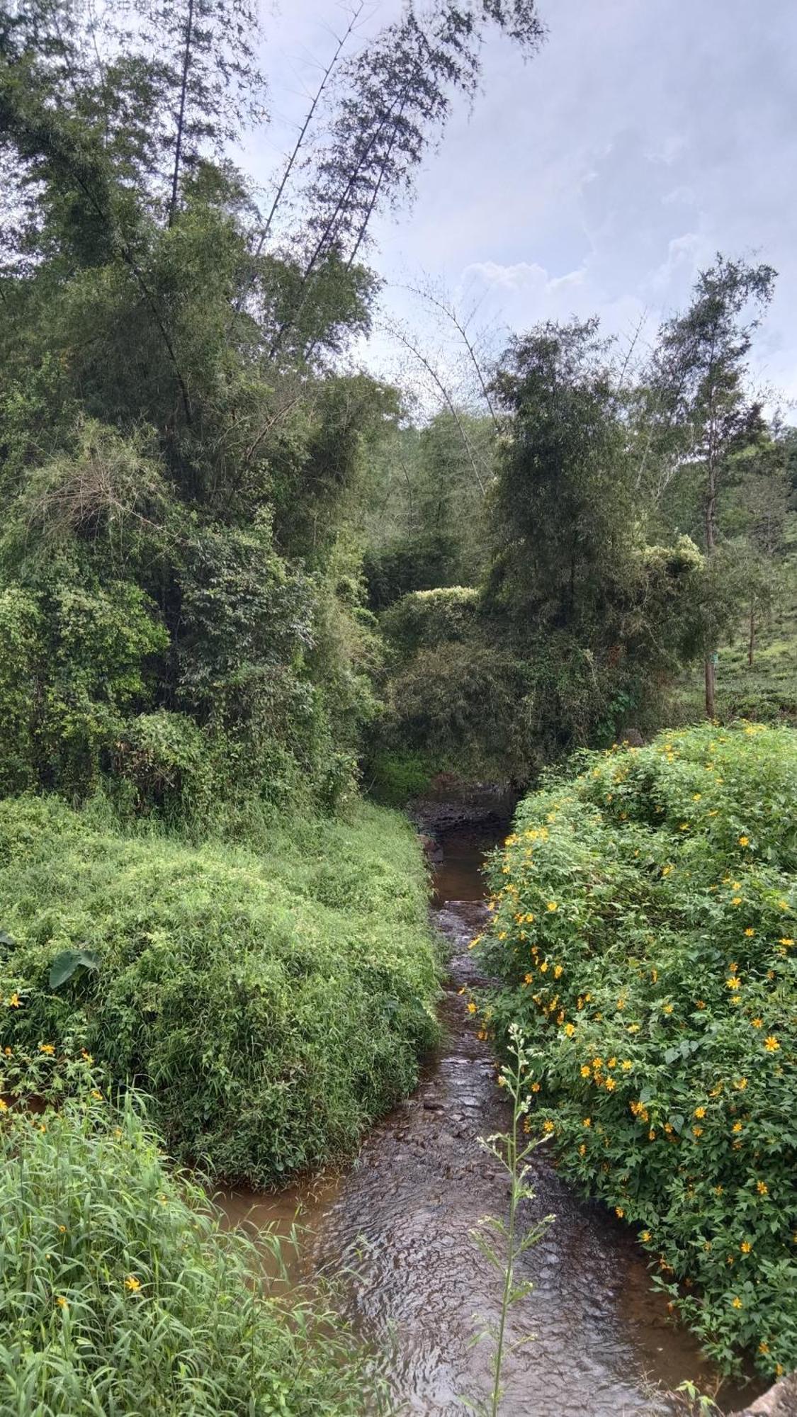 Jungle Valley Ayurvedic Spa Resort Meppādi Eksteriør billede